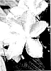 Clematis%20hybrid%20%27TRA27%27