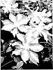 Clematis%20hybrid%20%27TRAJEM%27
