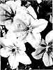 Clematis%20hybrid%20%27TRA415%27