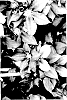 Clematis%20hybrid%20%27TRA73%27
