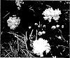 Camellia%20sasanqua%20%27Green%2001-006%27