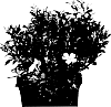 Gardenia%20hybrida%20%27LEETHREE%27