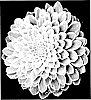 Aeonium%20hybrid%20%27Emerald%20Ice%27