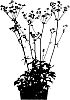Astrantia%20major%20%27Star%20of%20Love%27