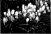 Kniphofia%20spp.%20%27Poco%20Yellow%27