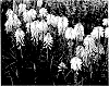 Kniphofia%20spp.%20%27Banana%20Popsicle%27
