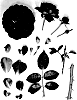 Rosa%20hybrida%20%27KORelamba%27