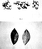 Vaccinium%20corymbosum%20L.%20%27DrisBlueFourteen%27