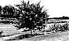 Cercis%20canadensis%20and%20canadensis%20var.%20texensis%20%27Pink%20Pom%20Poms%27