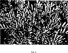 Distylium%20sp.%20hybrid%20%27PIIDIST-V%27