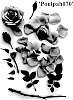 Rosa%20hybrid%20%27Poulpah070%27