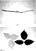 Rubus%20idaeus%20L.%20%27DrisRaspEight%27