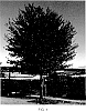 Quercus%20fusiformis%20%27Joan%20Lionetti%27