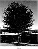 Quercus%20fusiformis%20%27Joan%20Lionetti%27