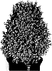 Buxus%20sempervirens%20%27MonAlex%27