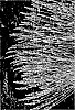 Lavandula%20intermedia%20%27DOWPHSCNT%27