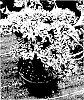 Farfugium%20japonicum%20%27Wavy%20Gravy%27