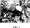 Malus%20domestica%20%27TCL3%27