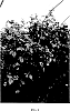 Rubus%20idaeus%20%27Glen%20Dee%27