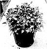 Weigela%20florida%20%27WFMOBLA%27