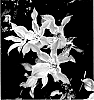 Clematis%20texensis%20%27BFCCRAP%27
