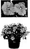 Impatiens%20x%20hybrida%20%27Duesspcoraur%27