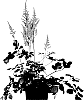 Astilbe%20japonica%20x%20Astilbe%20arendsii%20%27Chocolate%20Cherry%27