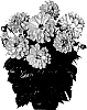 DAHLIA%20PLANT%20NAMED%20%27FIDDAHTEMGOL%27