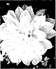 Clematis%20lanuginosa%20x%20patens%20%27BFCCDEL%27