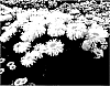 Leucanthemum%20x%20superbum%20%27Real%20Charmer%27