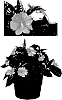 Impatiens%20x%20hybrida%20%27Duesspsal%27