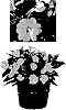 Impatiens%20x%20hybrida%20%27Duessprosaur%27