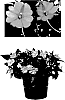 Impatiens%20x%20hybrida%20%27Duessplav%27
