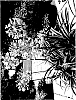 Agapanthus%20praecox%20%27KEK%205006%27