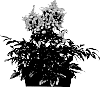 Astilbe%20arendsii%20x%20Astilbe%20japonica%20%27Versraspberry%27