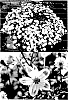 Bidens%20ferulifolia%20%27Sunbidevb%204%27