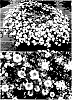 Bidens%20ferulifolia%20%27Sunbidevb%202%27