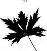 Delphinium%20hybrid%20%27Coadelfla%27