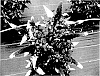 Buddleia%20%27SMNBOW%27