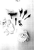 Rosa%20hybrid%20%27Poulcas043%27