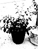 Loropetalum%20chinense%20%27IRODORI%27