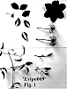 Clematis%20viticella%20%27Evipo069%27