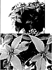 Euphorbia%20pulcherrima%20Willd.%20ex%20Klotzsch%20x%20Euphorbia%20cornastra%20%27Bonpri%209276%27