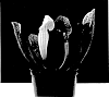Sarracenia%20hybrid%20%27Meerkat%20Mob%27