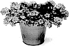 Sutera%20grandiflora%20%27KLESG14831%27