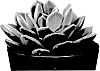 Pachyphytum%20plant%20named%20%27CORVUS%27