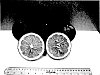 Citrus%20grandis%20x%20Citrus%20reticulata%20%27UFR-16%27
