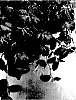 Loropetalum%20chinense%20%27BENI%20HIME%27