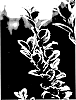 Ilex%20x%20meserveae%20%27GEERS%27