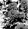 Dahlia%20hybrida%20%27Karma%20Amora%27